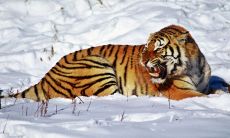 属猪女的情商怎么样(属猪的女孩性格怎样)