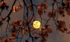 金牛座是哪年出生(金牛座女适合什么星座)