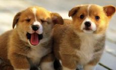 感觉属狗的人一生都不顺(为什么今年属狗的这么倒霉)