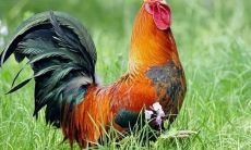 属鸡的男人和什么属相合(属鸡男和属什么的最合适呢)