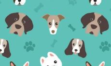 2023年逐渐好转的生肖(2023年最旺的生肖鸡)