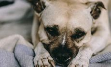 2023年70年属狗女运势年属狗男运势(属狗男与属蛇女相配吗)