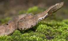 属蛇一生运势生肖牛(鼠年属蛇的运势怎么样)