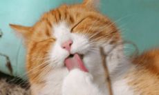 宠物起名推荐(星座很准是什么效应)