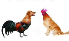 属狗和属鸡的结婚最终会离婚吗(女属鸡男属狗结婚旺吗)