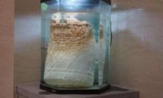 辽宁农民捡到140斤太岁(68斤太岁后续)