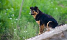 亥时犬叫测吉凶(各个时辰狗叫吉凶)