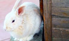 47岁属什么生肖兔(兔女和什么属相最配对)