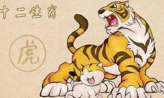 属猴男喜欢什么生肖的女人(属猴的女人命运怎么样)