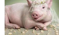 属相猪2023年的运势(71年属猪的运势)