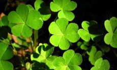 招财花的寓意(在家中适合养什么花招财)