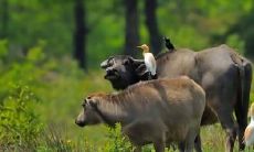 属牛哪年运势最差(属牛倒霉的年龄是什么时候)