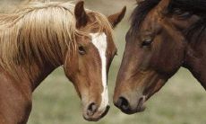 1981年属鸡在2023年桃花运如何(1981年属鸡的犯桃花吗)