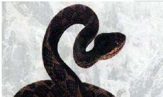 梦见被蛇追啥意思(梦见被蛇追好不好)