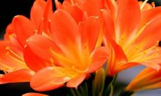 君子兰开花风水(哪个方位运气最好)