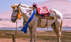 今日属羊的运势和财运(属马今天的财运和运势)