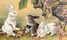 1987年属兔哪一年寿终(1987年属兔人35岁以后怎么样)