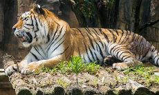 男属虎找什么最合适(属虎的人今年有牢狱之灾吗)