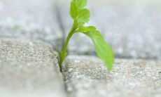 孕妇梦见花周公解梦是什么意思(孕妇梦到花是胎梦吗)