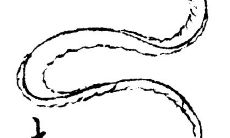 白天做梦梦见杀蛇是什么征兆(经常梦见蛇是什么征兆)