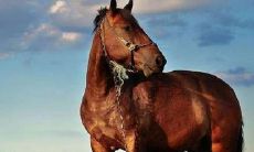 2023年马年运势及运程1990年生人女(2023年属马人的全年每月)