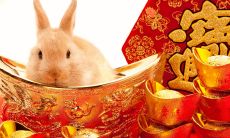 属兔哪年生人(属兔男哪个月出生最好)