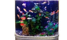 家里鱼缸放哪里聚财(鱼缸放在哪个方位比较聚财)