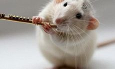 属鼠的女孩起名用什么字好(属鼠的女孩子叫什么名字)