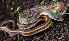 孕妇梦见蛇并且别人把蛇打死了是什么意思(孕妇梦见很多蛇是什么意思)