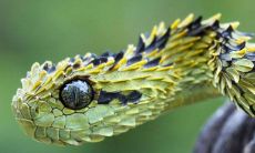 做梦梦到蛇还咬我(梦见被蛇追着咬了一口)