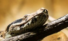 男的梦到超大蟒蛇预示着什么(梦见黑色大蟒蛇非常粗)