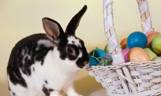 今天属猴的运气和爱情(属猴的今天财运和爱情)