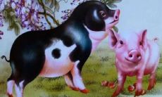 2023年生肖猪年龄猪(猪和什么属相最配)