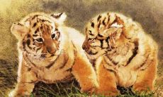 属虎守护神虚空菩萨(属虎戴什么材质的本命佛)