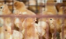 梦见奇怪的鸡是什么预兆解梦(周公解梦梦见鸡)