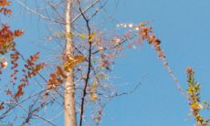 梦到猫很粘我是什么意思(梦见黑猫粘着我)