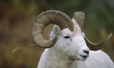 为什么说属羊的不好呢(为什么说属羊女的命苦)