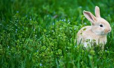 87年兔今天打牌的运势(属龙人今天打麻将运势)