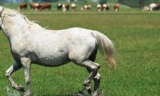 1978年属马女的婚姻状况(1980属猴的42岁以后运气)