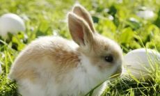 属兔今年是什么命运(属兔是什么命)