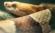 属蛇和子女相克的属相(属蛇女和什么属相犯冲)