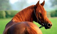 今年属马桃花运在几月(属马的今年桃花运如何)