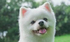 属狗的人今年有钱吗(属狗的人旺属虎)