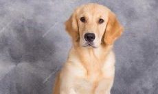 狗年前面是什么生肖(属狗不合的属相)