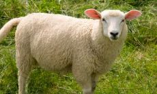 1991年属羊人女2023年运势运程(2023年属羊的小人)