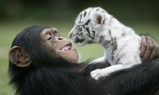 生肖虎与生肖猴相配吗(属虎人命中注定的另一半)