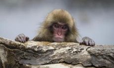 68年属猴五行属于什么(属猴最命苦出生日期)