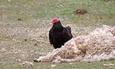 属鸡女感情不顺(属鸡女和什么属相最配)