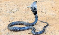 今年属蛇人穿什么颜色好(2023年属蛇颜色的衣服旺财)