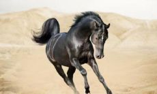 属马本命年运势(六六年属马每月运势)